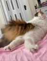 fluffy_tail_kot__thumb.jpg