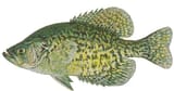 crappie