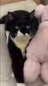 cat_thumb.jpg