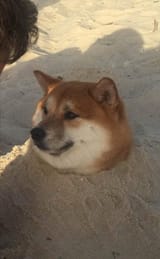 shibe