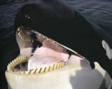LaughingDolphin01