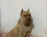 12313