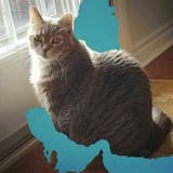 Purrsia