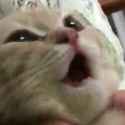 holy-shit-cat-wow