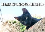 Cat ungovernable