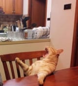 KotTHEMEATLOAF