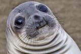 10331-awkward-seal