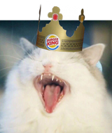 cat-angryBK