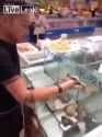 asians - one arm chinese guy eat live frog_thumb.jpg