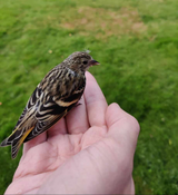 birb