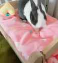 rabbit fluffling bed_thumb.jpg