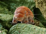 invertebrates-scanning-electron-micrograph-tardigrade-water-bear