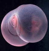 Pigbutt-worm