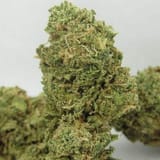 big_buddha_cheese_auto_big_buddha_seeds