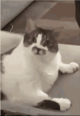 QUI