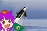 awoo orca washington