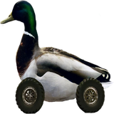 Duckroll (1)
