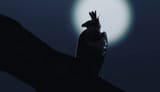 Moonlight Harpy