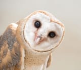 Barn-Owl