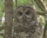 A gaze so powerful it can turn niggers into dust