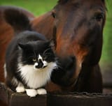 Friendship_between_a_horse_and_cats_(1)