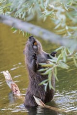 beaver