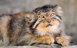 manul-wallpaper-1920x1200