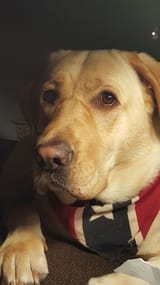 doggo e lee