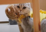 aawwww