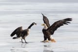 eaglegoose