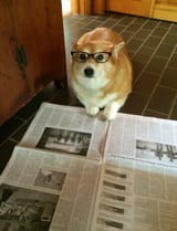 Mr_Corgs