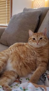 formerly obese orange kot