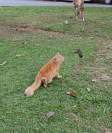 Kot vs bird