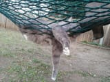 HAMMOCKOT11