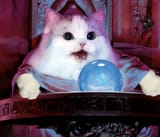 cat-pondering-orb-N