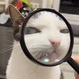 magnify cat