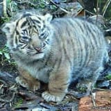 Fat tiger