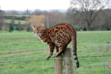 KOTBENGALFENCE