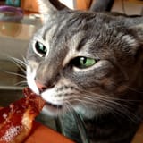BACONKOT06