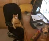 43321