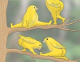 birds