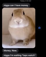 Nigga money hamster