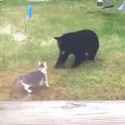 kot chasing burr_thumb.jpg