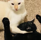 White on black violence