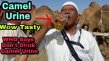 Camel yummy pisslam