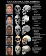 Race-differences-in-Cranial-Morphology