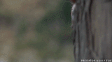 predator_looker