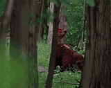 Bear Fucker