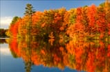 canada algonquin park autumn leaves