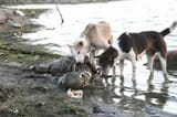 Dogs-eat-man-in-India